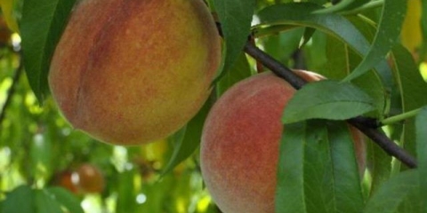 Kako posaditi breskvu na šljivu, na kajsiju